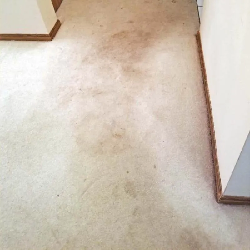 Commercial Carpet Cleaning Brush Prairie WA Result 1