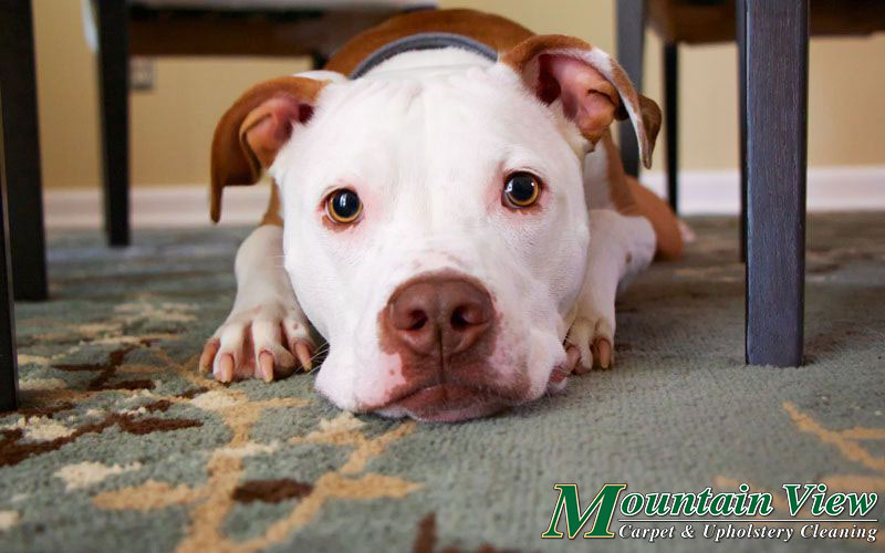 Dog lying on a living room carpet