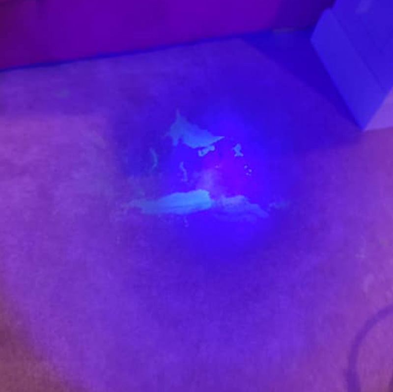 Pet Odor and Stain Detection