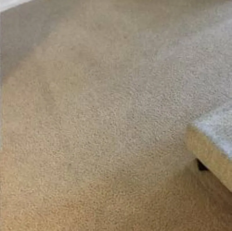 Pet Urine And Odor Removal Brush Prairie Wa Result 2
