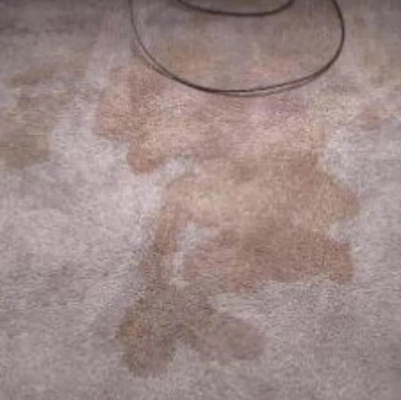pet urine and odor removal brush-prairie wa result 5