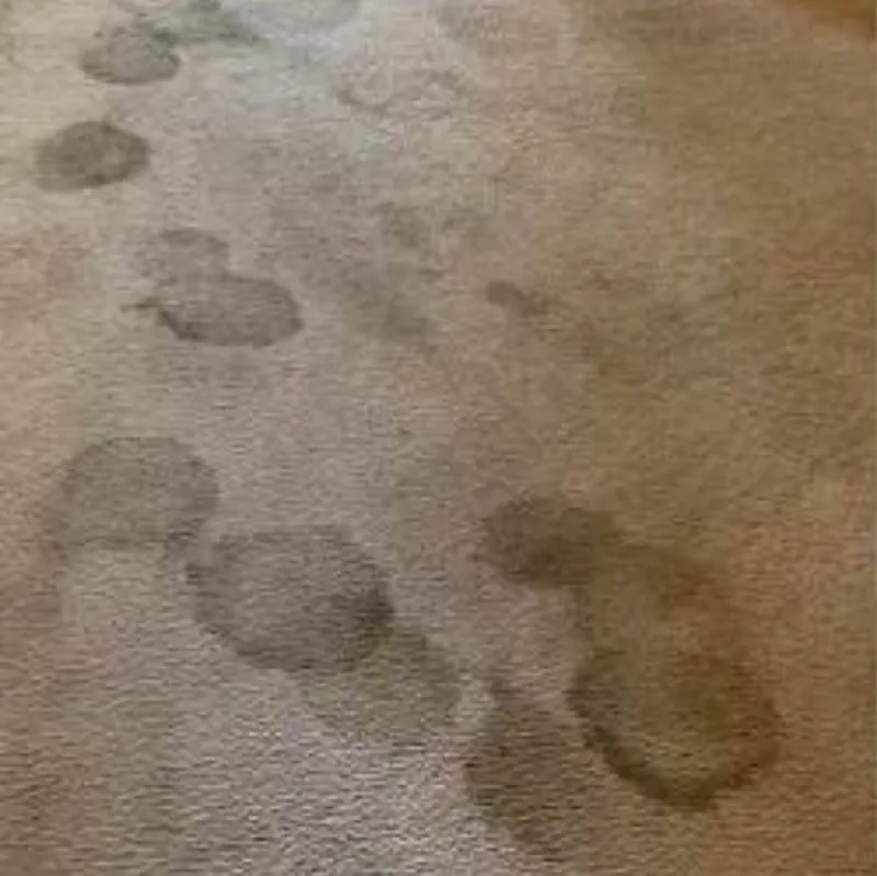 Pet Urine And Odor Removal La Center Wa Result 3