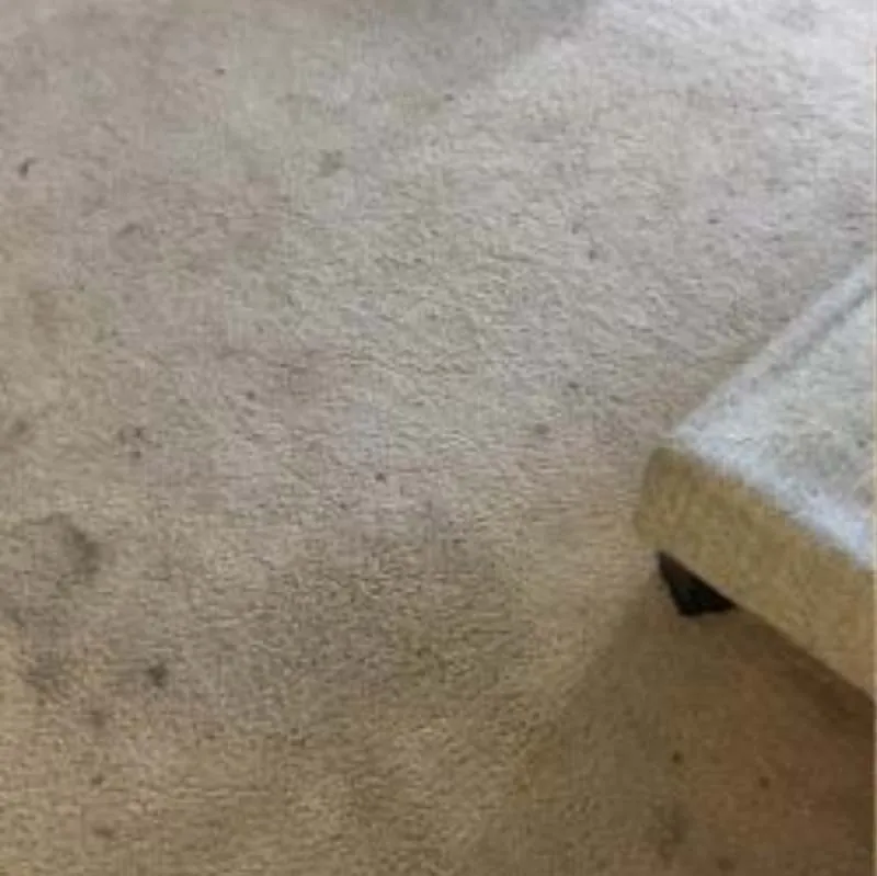 Pet Urine And Odor Removal Lake Shore Wa Result 1