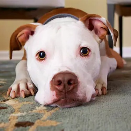 Pet Urine and Odor Removal Service