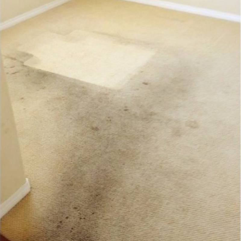 Residential Carpet Cleaning Felida Wa Result 5
