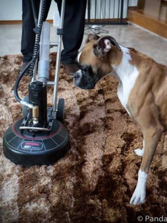 Top Pet Urine And Odor Removal La Center Wa